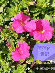 萍萍原著